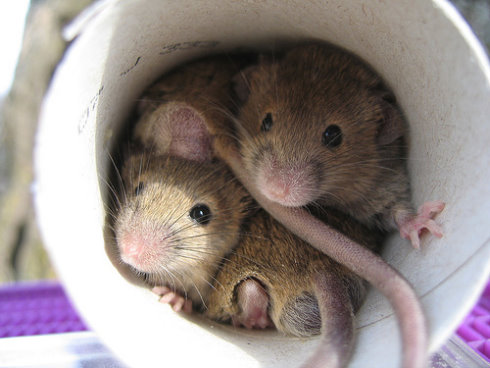 desratização 3 maneiras de não ter ratos em casa