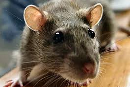 Ratos como Eliminar – Dedetização de Ratos