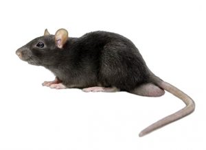dedetizacao-de-rato-5-300x219 Dedetização Ratos Zona Norte