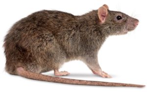 ratazana-300x188 Dedetização de Ratos na Guapira
