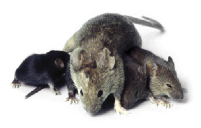 ratos Dedetização Ratos em Santana