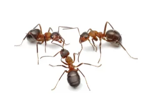 formigas-300x216 Dedetização de Formigas Imirim